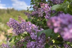 F4DF265B-857B-46BE-9985-7160C71E6907_1_201_a-scaled